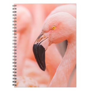 Cuaderno Flamingo chileno (Phoenicopterus chilensis), con