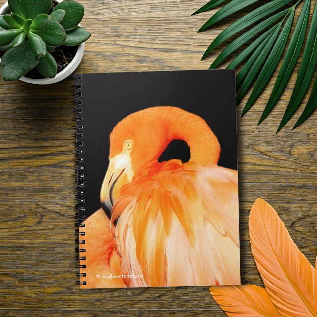 Cuaderno Flamingo en el sol de verano (Flamingo in the Summer Sun Journal Cover Photo)