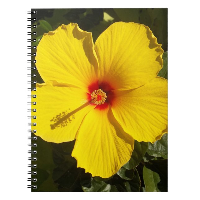 Cuaderno Flor amarilla hibiscus (Frente)