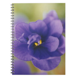 Cuaderno Flor azul floreciente de violeta Saintpaulia ampli