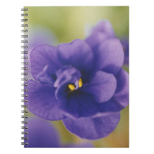 Cuaderno Flor azul floreciente de violeta Saintpaulia ampli