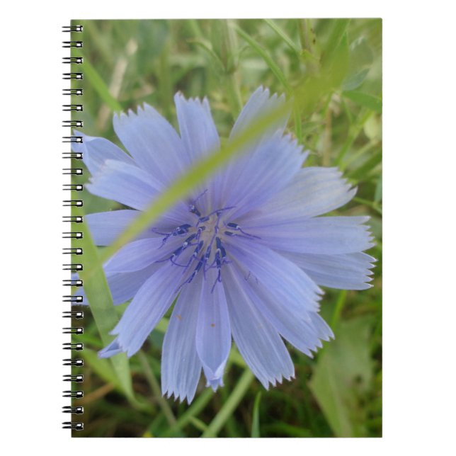 Cuaderno Flor azul violeta en achicoria (Frente)