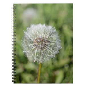 Cuaderno Flor blanca de diente de león sobre hierba verde