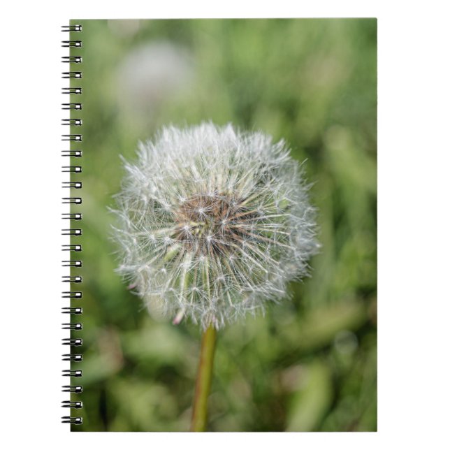 Cuaderno Flor blanca de diente de león sobre hierba verde (Frente)