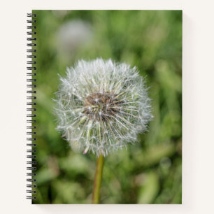 Cuaderno Flor blanca de diente de león sobre hierba verde