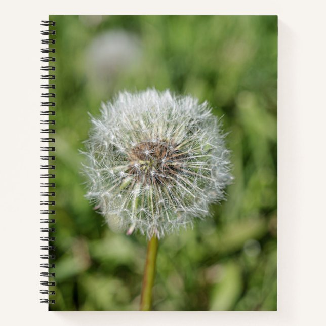 Cuaderno Flor blanca de diente de león sobre hierba verde (Anverso)