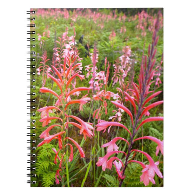 Cuaderno Flor de bugle Lily (Watsonia), Cabo Oriental (Frente)