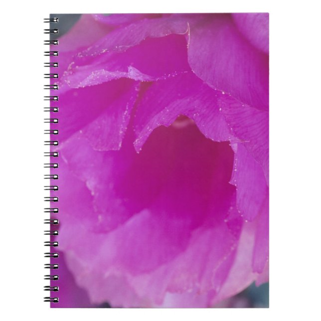 Cuaderno Flor de cactus erizo rosa (Echinocereus (Frente)