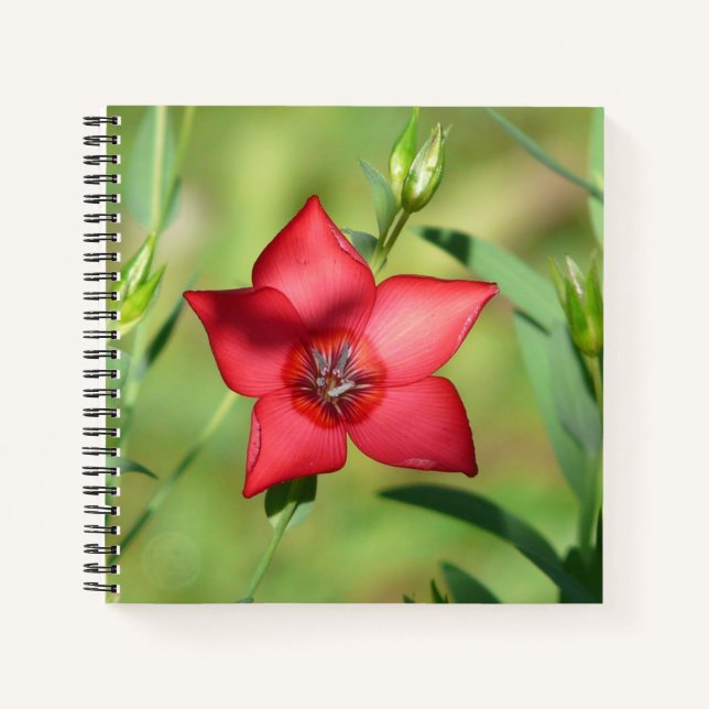 Cuaderno Flor de Estrella Roja con Follaje Verde (Anverso)