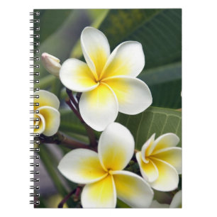Cuaderno flor de frangipani Islas Cook