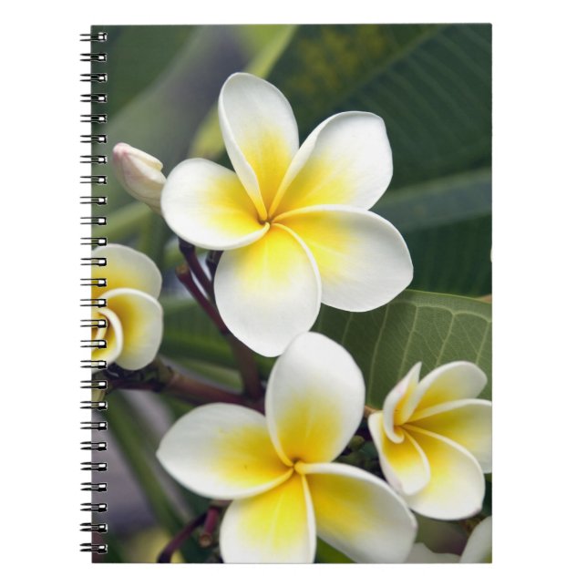 Cuaderno flor de frangipani Islas Cook (Frente)