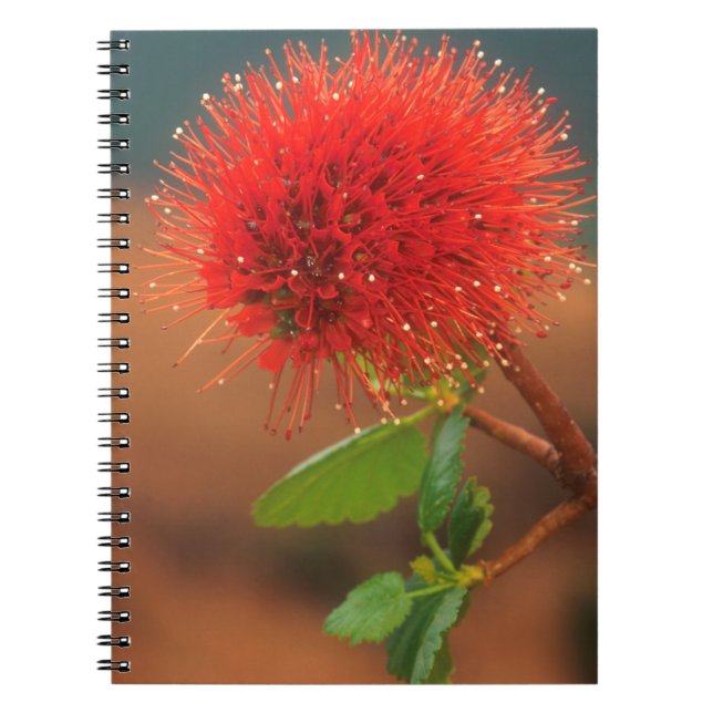 Cuaderno Flor de frasco natal (Greyia Sutherlandii) (Frente)