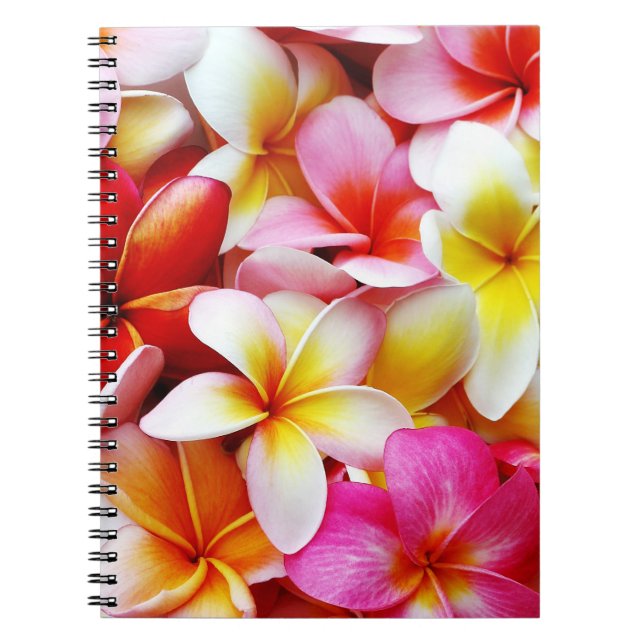 Cuaderno Flor de Hawaii del Frangipani del Plumeria (Frente)