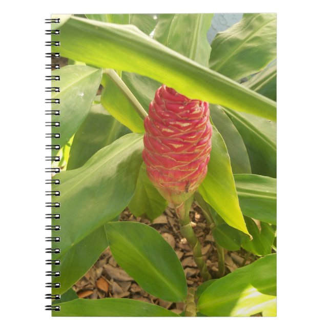 Cuaderno Flor de jengibre (Frente)