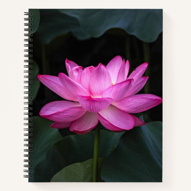 Cuaderno Flor de Lotus (Anverso)