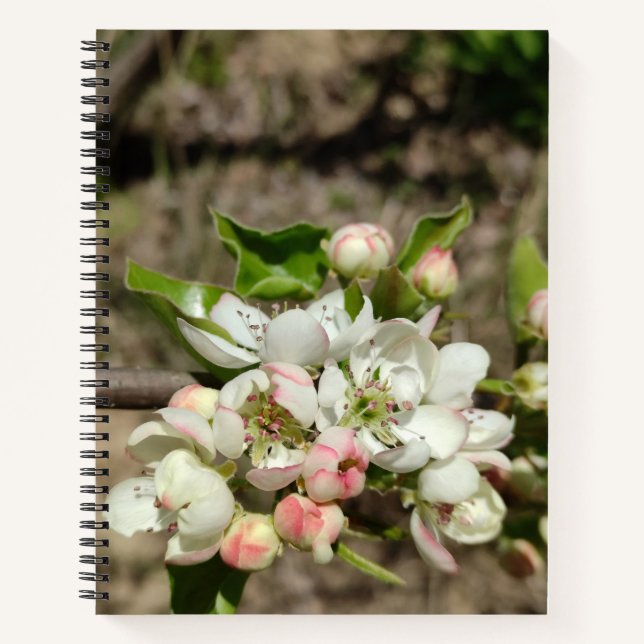 Cuaderno Flor de manzanas (Anverso)