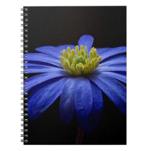 Cuaderno Flor de margarita azul Gerbera en un fondo negro