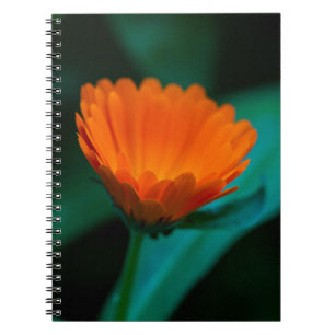 Cuaderno Flor de margarita naranja