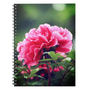 Cuaderno Flor de peones rosados en el jardín-33333
