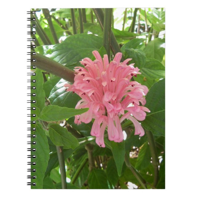 Cuaderno flor de pluma brasileña (Frente)