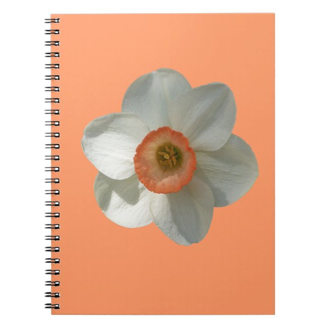 Cuaderno Flor de primavera rosada de Daffodil (Frente)