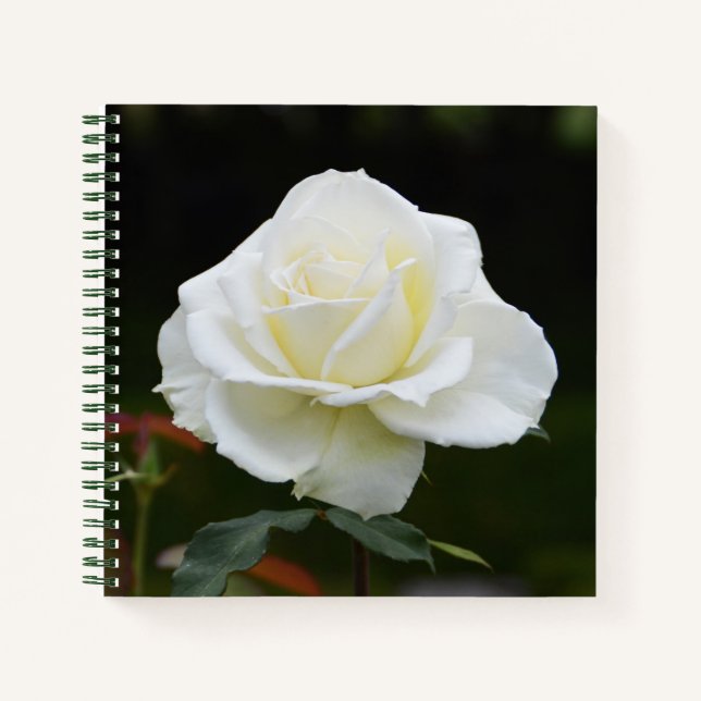 Cuaderno Flor de rosa blanca (Anverso)