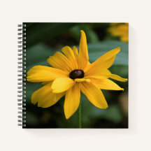 Flor de Rudbeckia amarilla única