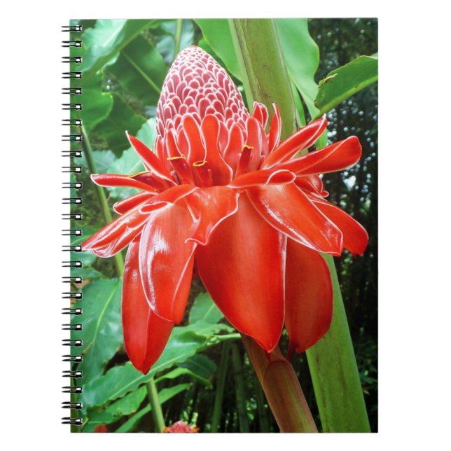 Cuaderno Flor exótica de Rosa de Caribe rojo (Frente)