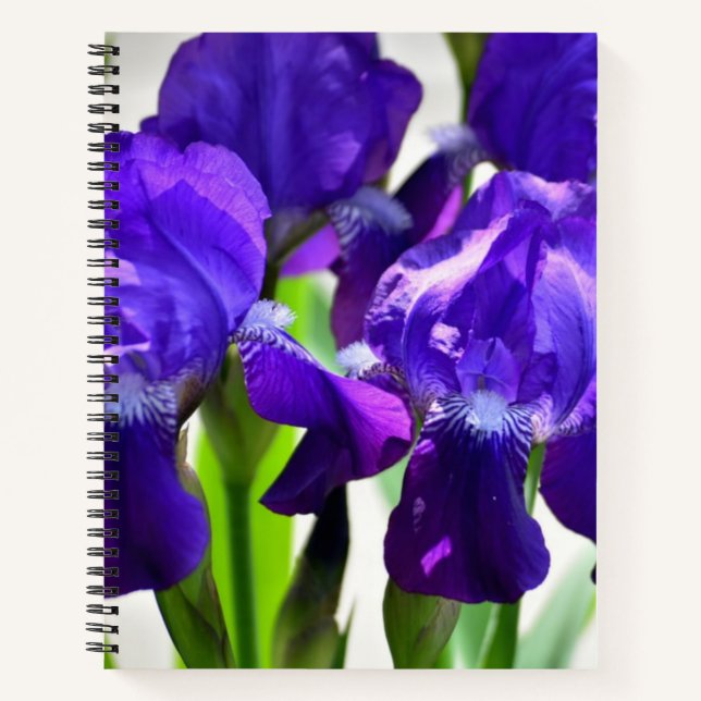 Cuaderno Flor iris de iris de iris morado (Anverso)