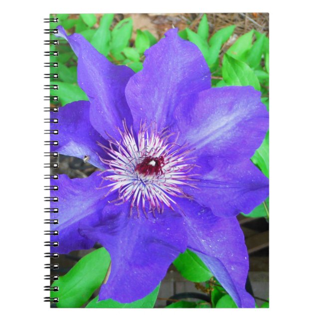 Cuaderno Flor morada de clematis (Frente)