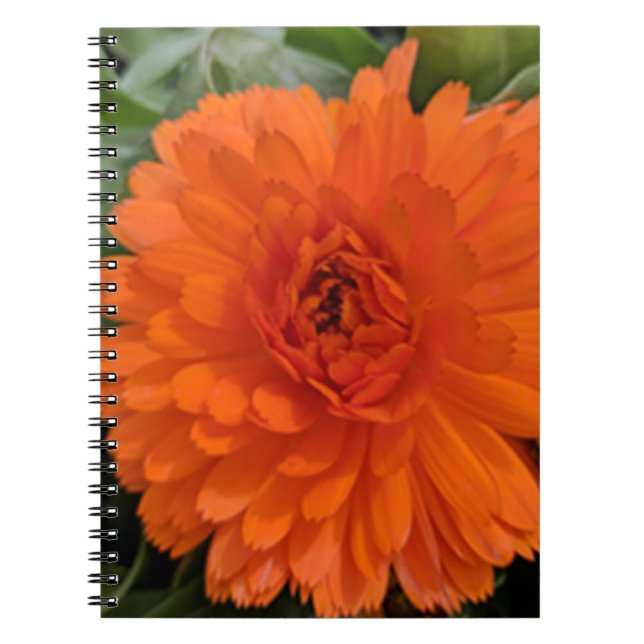 Cuaderno Flor naranja (Frente)
