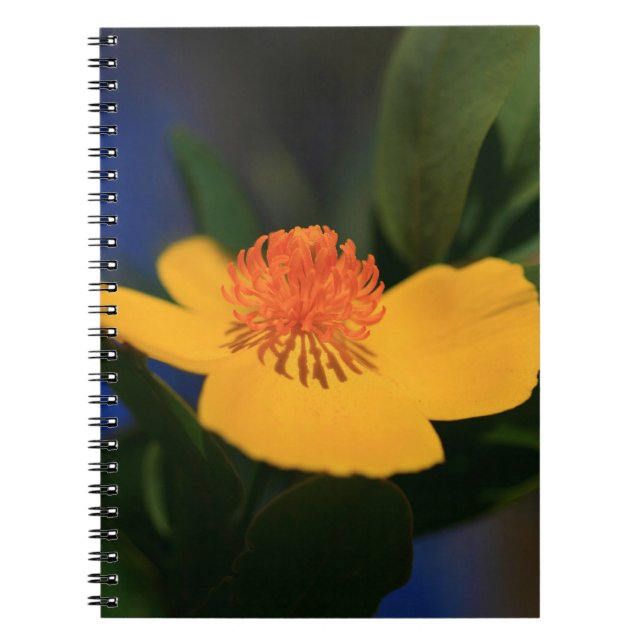 Cuaderno Flor naranja (Frente)