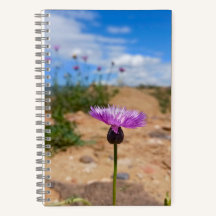 Flor púrpura de Armenia Verano