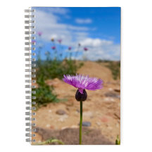 Flor púrpura de Armenia Verano