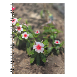 Cuaderno flor rosa blanca