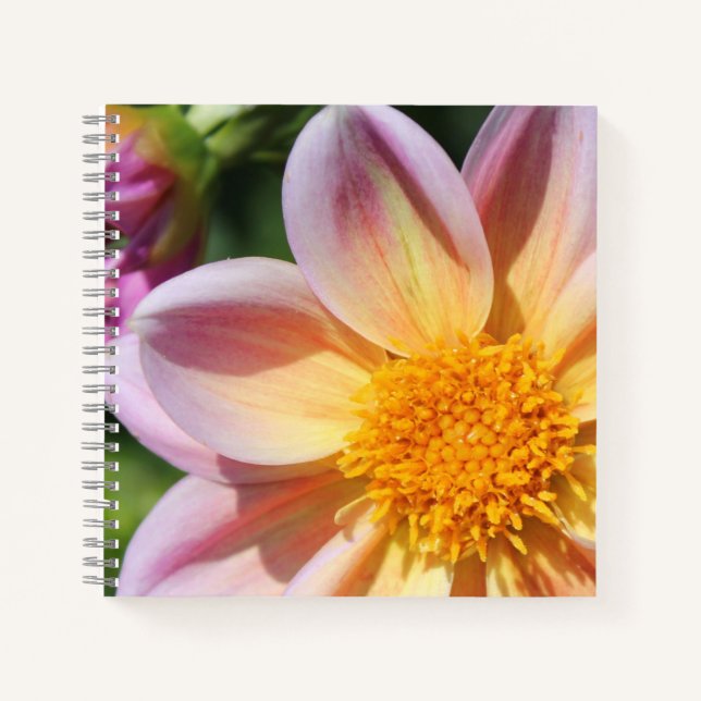 Cuaderno flor rosa, centro amarillo brillante - foto macro (Anverso)