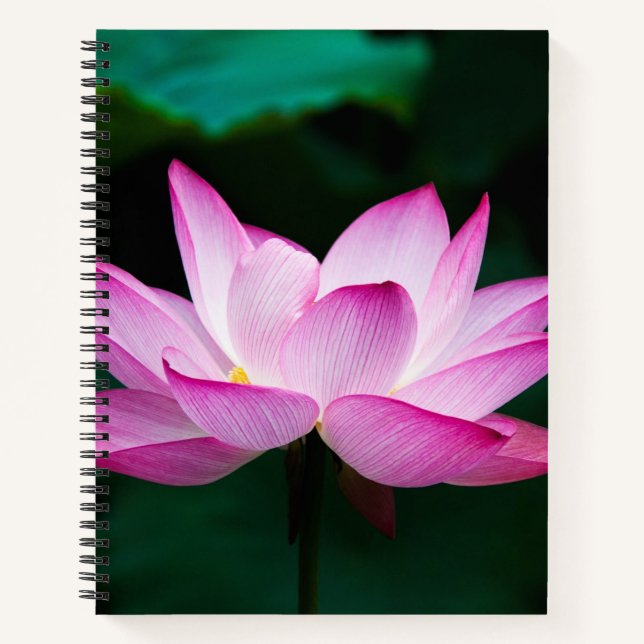 Cuaderno Flor rosa Lotus (Anverso)