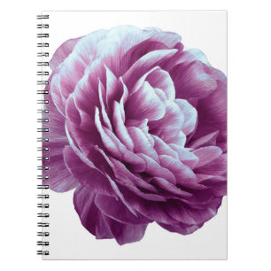 Cuaderno Flor rosa vintage morada. Flor aislada en whi