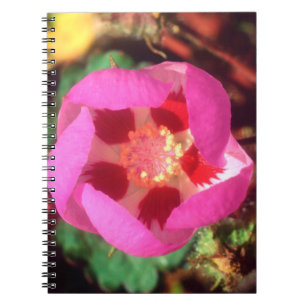 Cuaderno Flor silvestre de cinco manchas del desierto