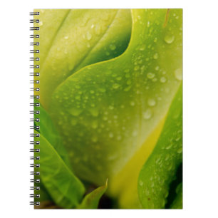 Cuaderno Flora Dominica 3