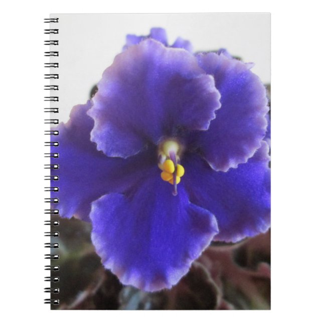 Cuaderno Floración de la violeta africana (Frente)