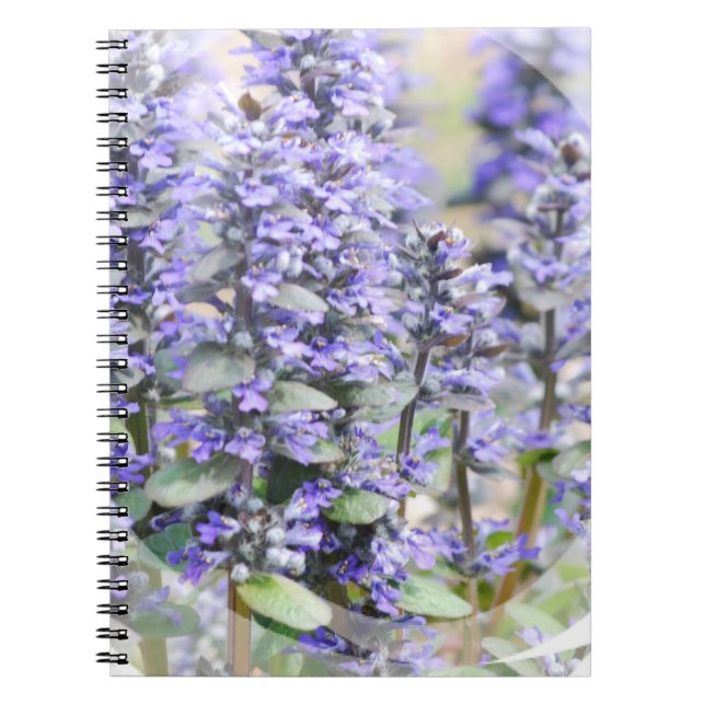 Cuaderno floreciente del Ajuga (Frente)