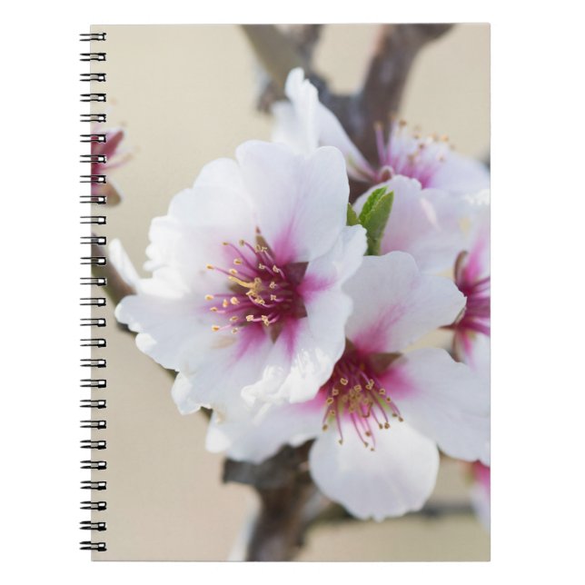 Cuaderno Florecimiento de almendra (Frente)