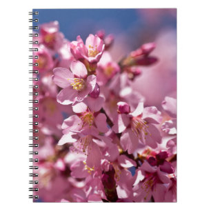 Cuaderno Florecimiento de cerezo sakura besado por la luz d