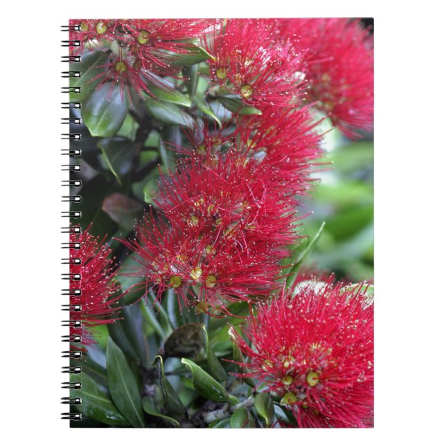 Cuaderno Florecimiento del árbol de Pohutukawa (Frente)