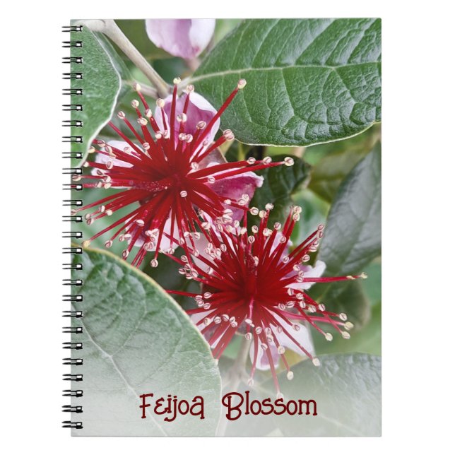 Cuaderno Florecimiento floral rojo de Nueva Zelanda (Frente)