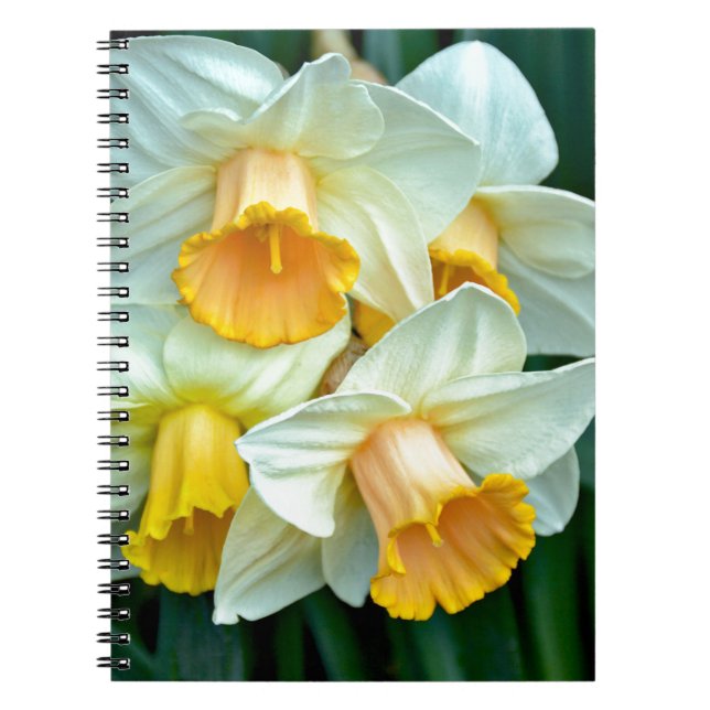 Cuaderno Flores adaffodiales amarillas (Frente)
