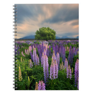 Cuaderno Flores   Campo de la lupa en Nueva Zelanda