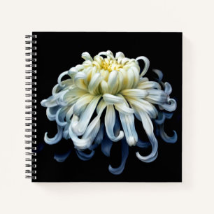 Cuaderno Flores   Crisantemo blanco