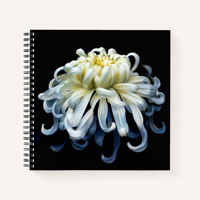 Cuaderno Flores | Crisantemo blanco (Anverso)